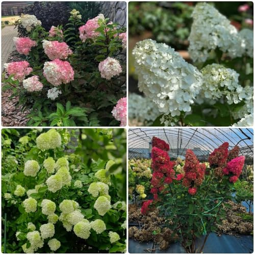 Semillas de hortensia de panícula, Arbustos perennes resistentes, Hortensia paniculata, jardín de arbustos Variedades antiguas 80pcs