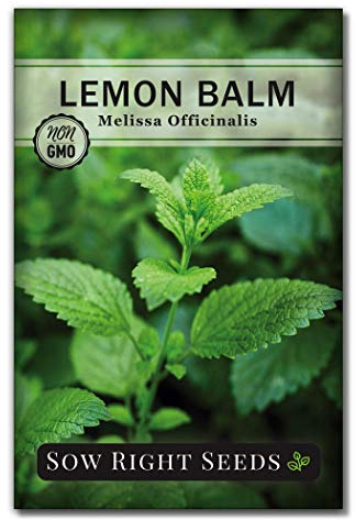 Sow Right Seeds - Lemon Balm Seeds for Planting - Non-GMO Heirloom Packet with Instructions - Easy to Grow Herb Garden - Aromatic Herb and Great for Herbal Teas - Perennial Mint Relative (1)