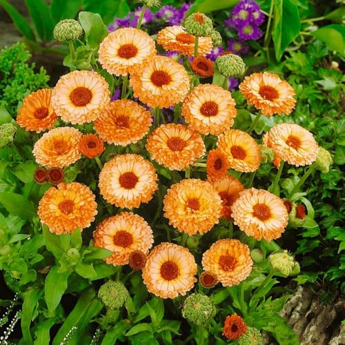 semi di calendula biologici - giardino perenni resistenti pascolo decorazione balcone serra 400pcs