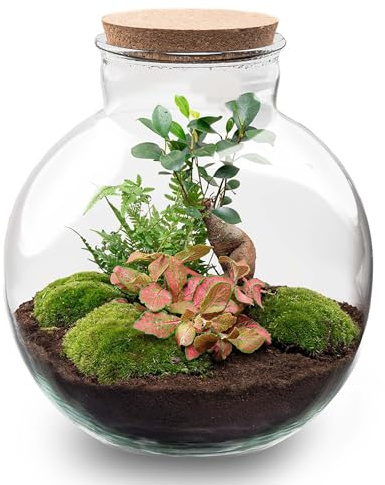 Set da giardino di bottiglie fai da te – Set terrario Bolder Bob Bonsai – Ø 31 cm x altezza 30 cm – con Ficus Ginseng, Fittonia & Muschio – ecosistema di piante autosufficienti fai da te