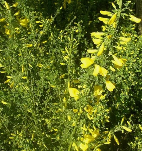 Ginster Cytisus scoparius 'Gelber Funke' Besenginster 30-40 cm immergrün winterhart Freilandaufzucht