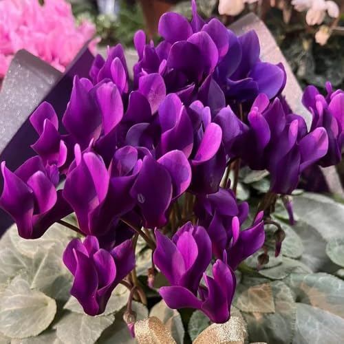alpenveilchen freiland - cyclamen - balkonpflanzen alpenveilchen gartendeko für draußen, seltene wohnzimmer deko 60samen