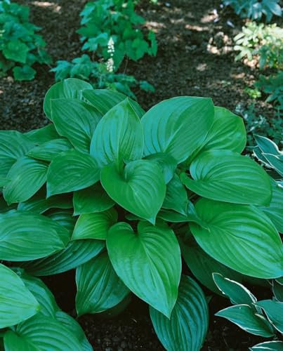 Hosta plantaginea ‘Aphrodite’ 11x11 cm Topf – Winterhart, Mehrjährig, Pflegeleicht – Funkie – Staude für Schattenbeet & Kübel
