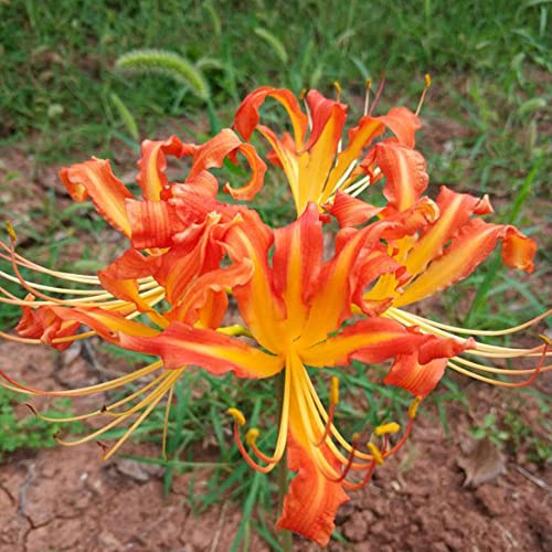 8 pz bulbi lycoris radiata, estivi resistenti di giglio ragno, rialzate per giardino