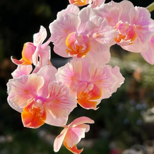 semi di orchidea phalaenopsis - perenni resistenti 750pcs