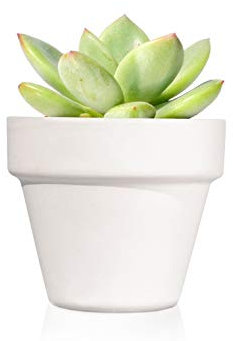 Regalos Ecology Pack de 12 Plantas suculentas echeveria Thank You - Detalles Boda para Invitados - Obsequios para Bautizo o comunión