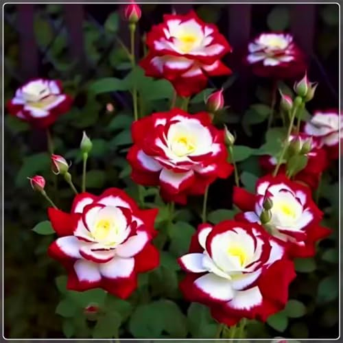 Seltene und leuchtende Rose, hochwertige Sorte – mehrjährige winterharte Rose, geeignet für die Innen- und Gartendekoration-1 rhizome-B