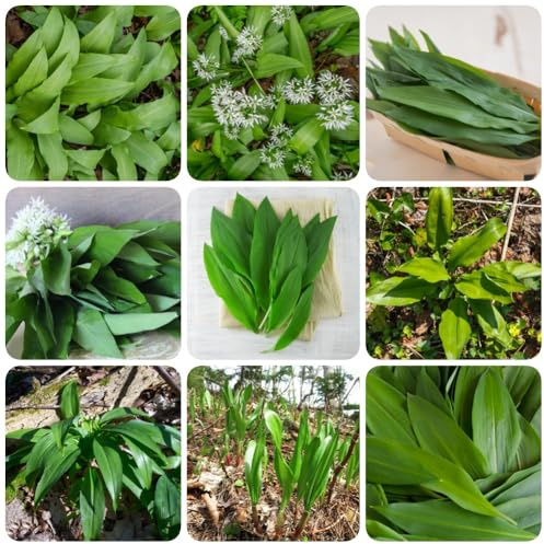 Semi di aglio selvatico, giardino perenni semi di selvatiche semi di medicinali 200pcs