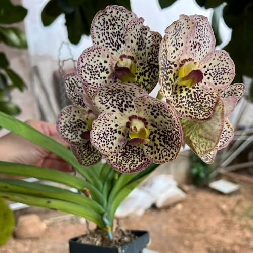 Orchidea Vanda decorativo semi di per balcone Decorazioni giardino per esterni decorazione organica balcone 450semi