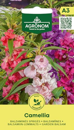 AGRONOM | Gartenbalsam - CAMELLIA samen | Blumensamen | Pflanze samen | Einjährige Pflanzen, 50 cm hoch, mit langer Blütezeit | Gartensamen | 1 Pack