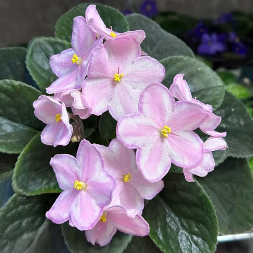 usambaraveilchen wildblumen 600samen x Gartenbepflanzung