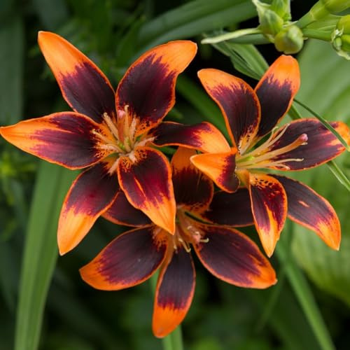 CSL sunrise Garten Lilie Forever Susan, 10x Zwiebeln, Lilium Asiaticum, winterharte und mehrjährige Lilie, Lilienzwiebeln, Blumenzwiebeln,