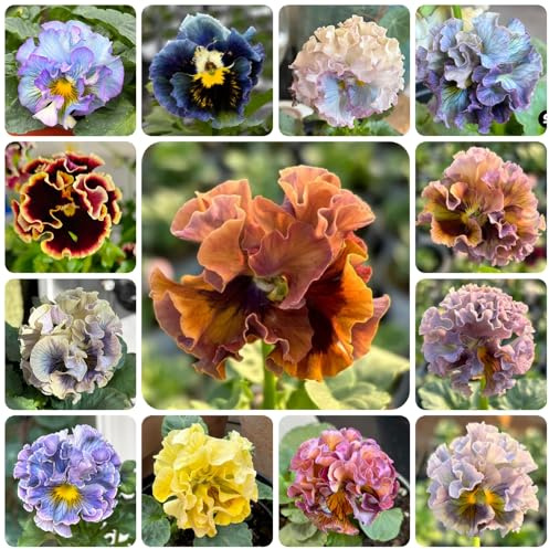 semillas de pensamiento - perennes resistentes jardín rocas, variedades 650pcs