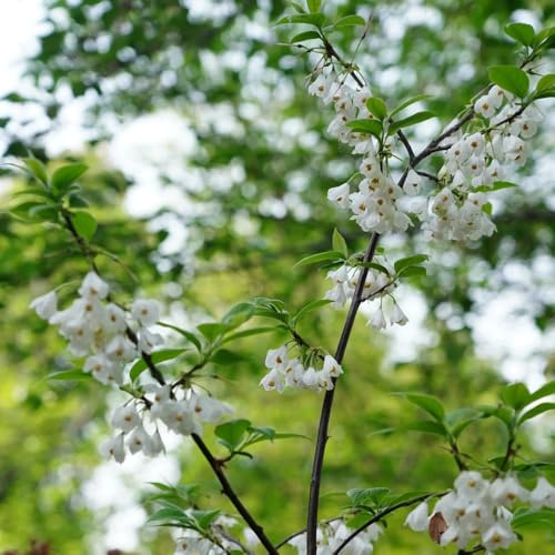 Semillas del árbol de campanilla de invierno, variedades antiguas Árbol lirio los valles Decoración jardín silvestres para exteriores, 85pcs