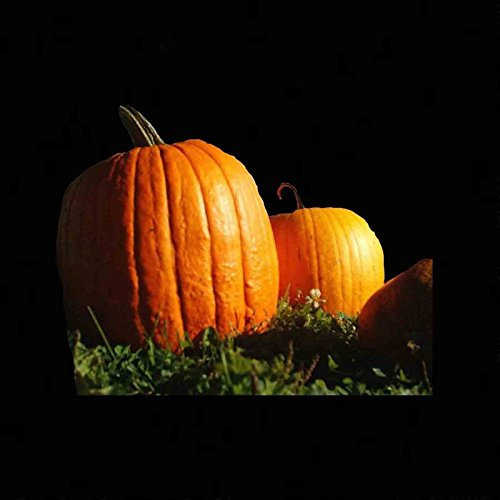 10 Semi - Kürbis Big Max - Premio ing Riesen Erbstücke Non-GMO Grande Squash Stati Uniti d'America