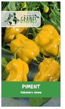 200 graines piment habanero citron- habanero jaune - pepper lemon habanero- goût fruité et citronné