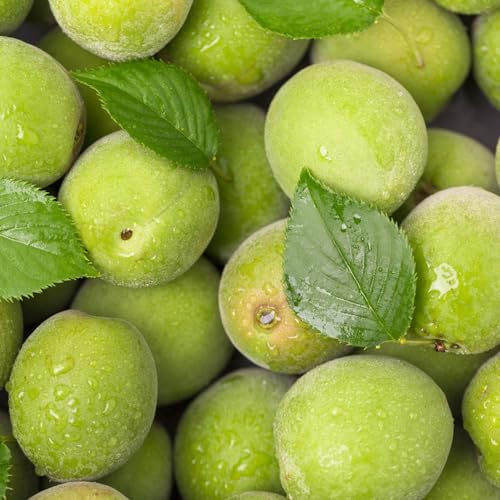 semillas resistentes del albaricoquero - balcón jardín perennes fresca interior decorativas 2pcs