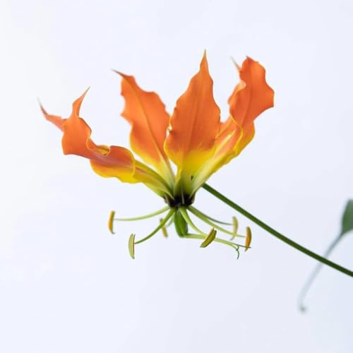 4bulbi di giglio fiamma - giardino resistenti perenni per luoghi soleggiati, giardino di aconito invernale, perenne resistente