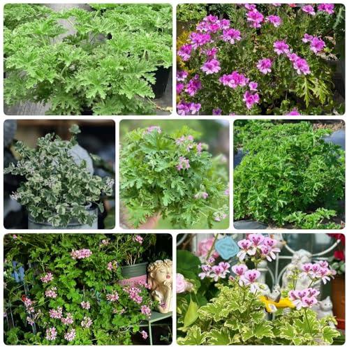 Semi di gerani profumati, raro esotico Geranio limone, selvatiche varietà antiche verdi coltivazione di giardino resistenti resistenti per 350pcs