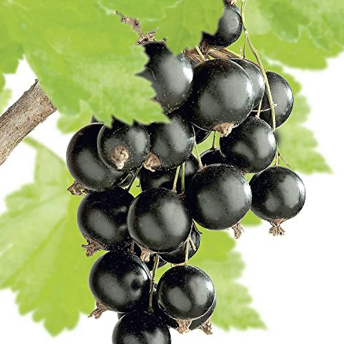 Schwarze Johannisbeere 'Big Ben'