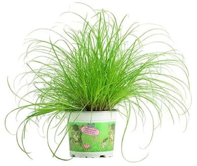 Cyperus Vivo Planta Natural para Gatos y Decoración Verde para el Hogar