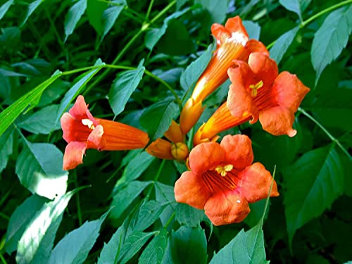 Klettertrompete Campsis radicans 'Indian Summer' Pflanze 5-10cm veredelt