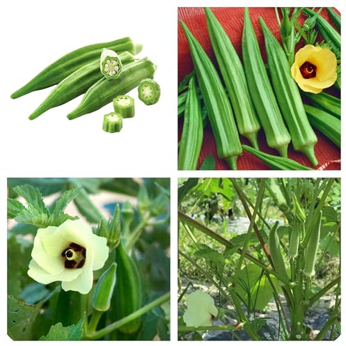 50 Semi di Okra, Abelmoschus esculentus, Gombo, Kiabo, Verdura Ricca di Vitamine e Minerali