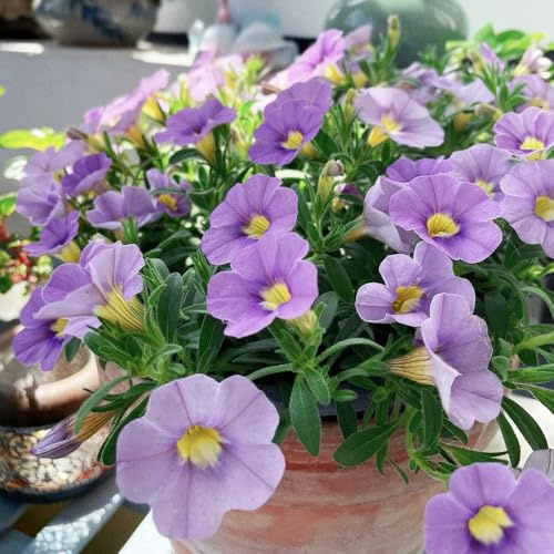 Comprar semillas de lirio de los valles Semillas cobertura del suelo, perennes, resistentes al invierno. Calibrachoa elegans silvestres, macizo exóticas ornamentales para 120pcs