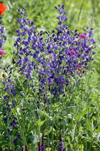 Aconitum napellus – 11x11 cm Topf – Winterhart, Mehrjährig, Pflegeleicht – Eisenhut – Staude für Beet & Schattenbeet