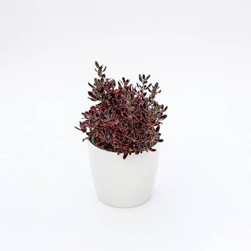 Vivai le Georgiche - Pianta vera di Coprosma repens Pacific Dawn Coprosma baueri, Coprosma baueriana Cespuglio a specchio, Taupata, Paglia da letto - vaso Ø 17 cm - altezza alla vendita 15-20 cm