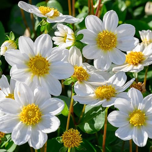 Dahlie Topmix Bambino - weiß | 1 Stück | Knolle | Topfpflanze | Geeignet für Kübel | Weiß | 100% Blütegarantie | QFB Gardening