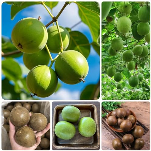 Semi di Siraitia Grosvenorii, esotiche semi di aromatiche per luoghi soleggiati semi di selvatiche da nani resistenti regali per gli 15pcs