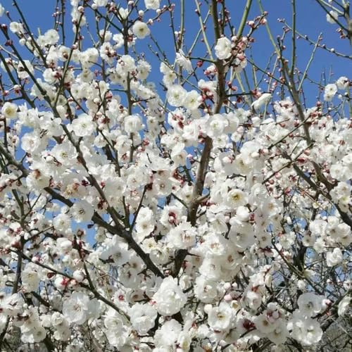 Semillas ciruelo balcón decorativas 100pcs