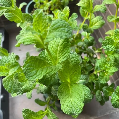 Semillas de menta piperita, menta verde, balcón con jardín de semillas de cocina raras semillas de medicinales 500pcs