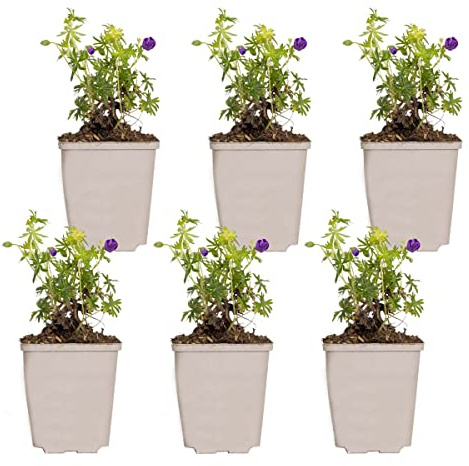 Bloomique - Lot de 6 - Geranium Sanguineum - Géranium sanguin - Rustique - Hauteur 10-20 cm - Pot 9x9 cm