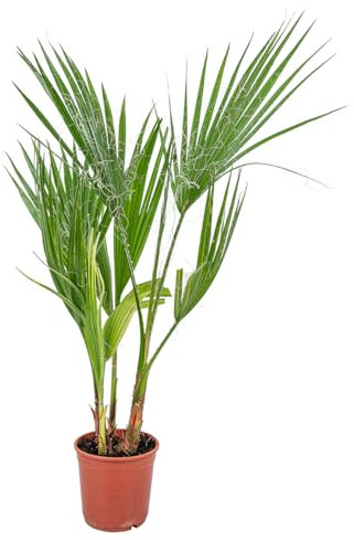 Bloomique - Washingtonia Robusta - Palma messicana - Palma - Piante da balcone resistenti - Piante da giardino resistenti - Altezza 50-70 cm - Vaso 14 cm