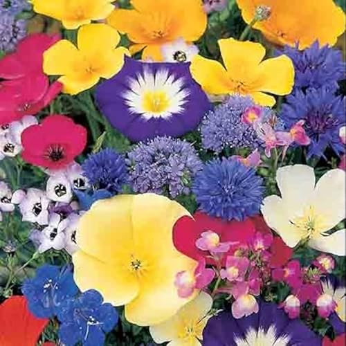 Wild Flower Seeds to Scatter - 100% Wildflower UK Seeds - Garden, Cottage, Balcony 400 Seeds