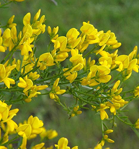 Stein Ginster 40-60cm - Genista lydia