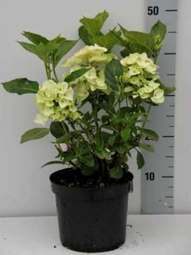 Hydrangea macr. wit/blanc - Hortensia 25-30 cm en pot