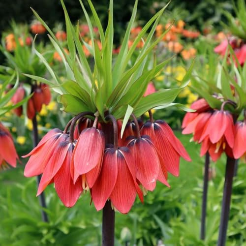 Bulbi di Fritillaria, bulbi di giglio a scacchi, rare da giardino esotiche regali per gli amanti del giardino perenni giardino farfalle 6pcs