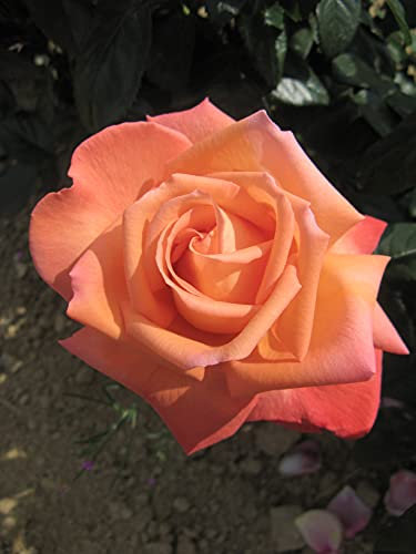 Edelrose 'NIRParfum Vedette' ®