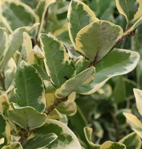 Pianta Ligustro Variegato