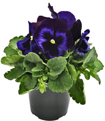Viola Viva en Maceta – Planta Natural con Flores de Colores Brillantes