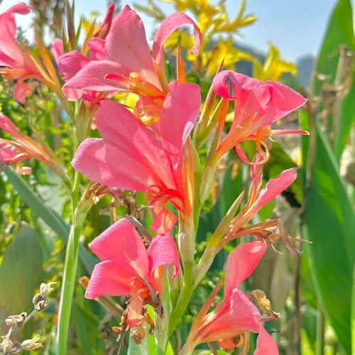 12bulbi tuberi di canna indica cipolle fresche, decorativi di gigli di canna resistenti, decorativi, balcone