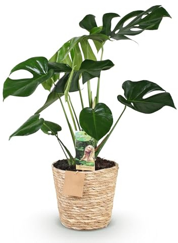 Monstera Deliciosa – 70-80cm – 21cm mit Korb – Pflegeleichtes Fensterblatt – Tropische Zimmerpflanze mit großen gelochten Blättern für Wohnzimmer, Büro & moderne Wohnräume