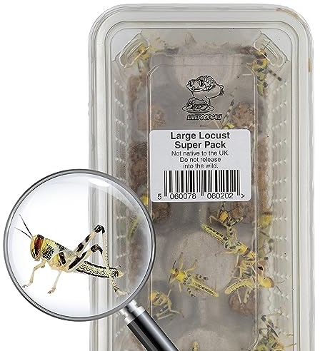 Livefoods4u Large Live Locusts 20-35mm Super Tub of 25 | Reptile Food