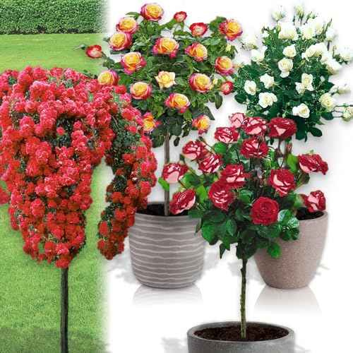 Rose ad alberello - Alta 120 cm - Ideale per balconi, terrazze e piccoli giardini - Adatta per vasi e in terra (Set di 4 rose- Pascali, Osiria, Scarlet, double delight)