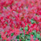 Semi di Photinia fraseri raro Semi di erica a foglia rossa per gli amanti del giardino piante da siepe piante da ombra semi di piante Fotinia di Fraser Semi di pettirosso rosso 300pcs