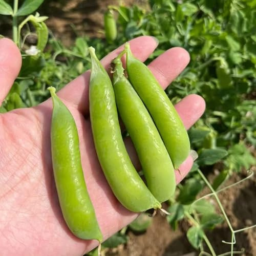 semillas de guisantes de azúcar - jardín interior Camas elevadas balcón, raras 120pcs