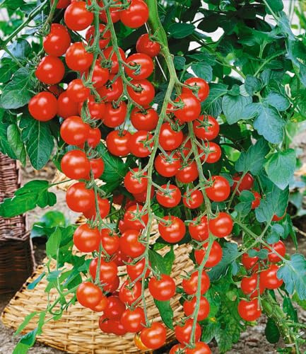 BALDUR Garten 4x Veredelte Kirsch-Tomate 'Rubylicious' F1, Pflanzen im 10,5 cm-Topf, TOP-Erträge zuckersüßer Früchte, 15-25 Kirschtomaten je Rispe, sehr aromatische Cherrytomaten
